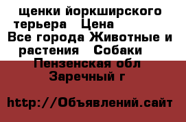 щенки йоркширского терьера › Цена ­ 20 000 - Все города Животные и растения » Собаки   . Пензенская обл.,Заречный г.